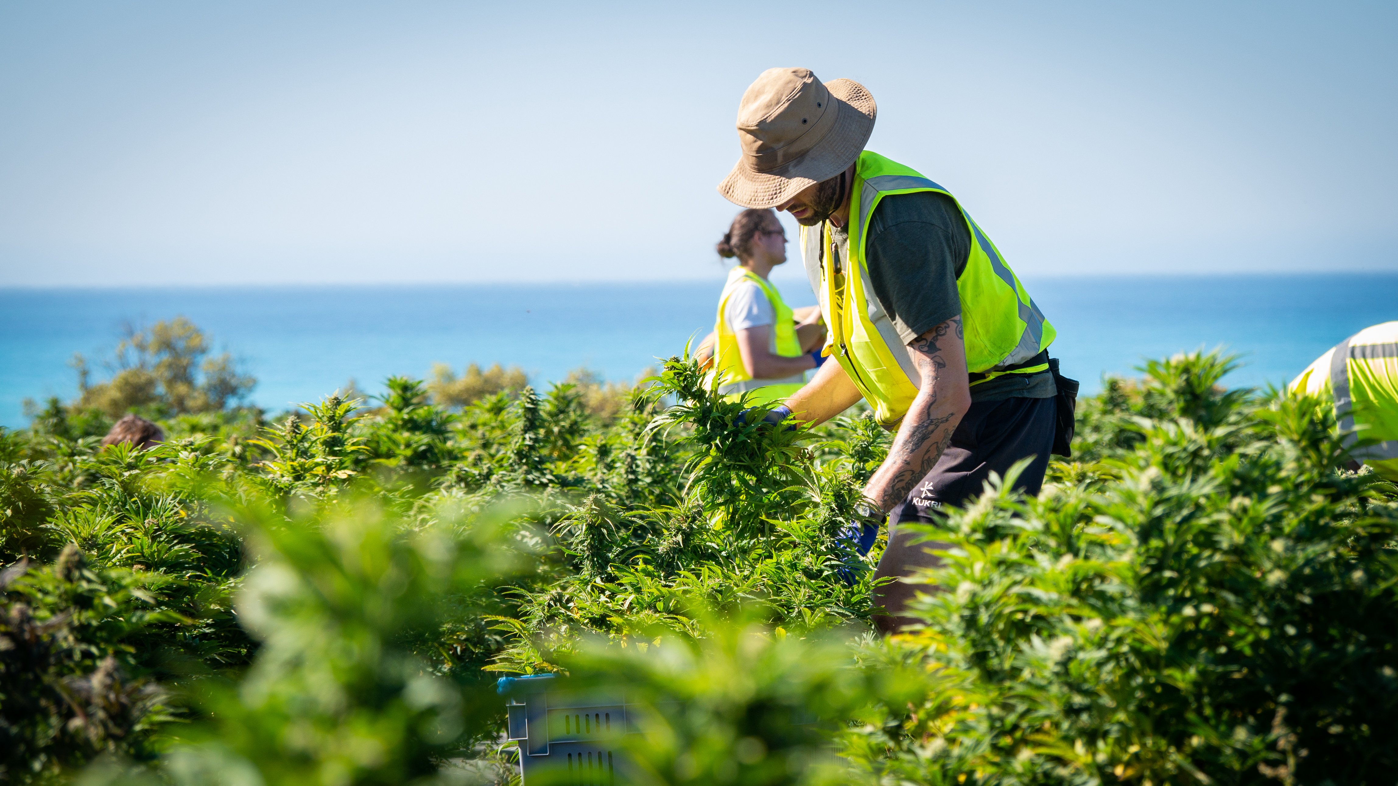 Kekerengu Harvesting of Cannabis Flowers