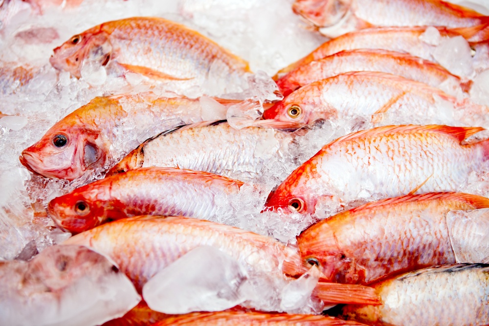 Bunch of raw frozen fish on ice